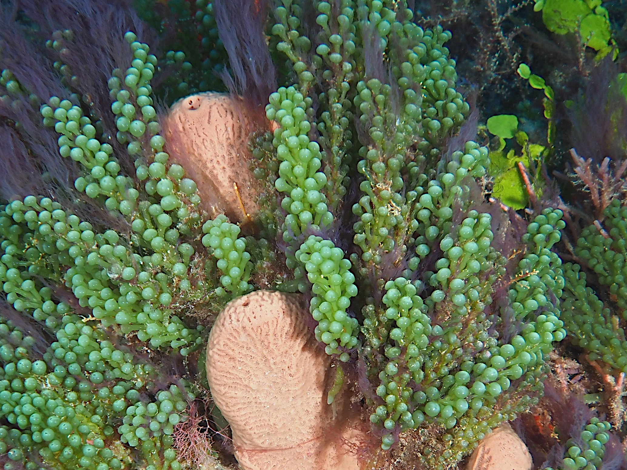 Green Grape Alga - Caulerpa racemosa