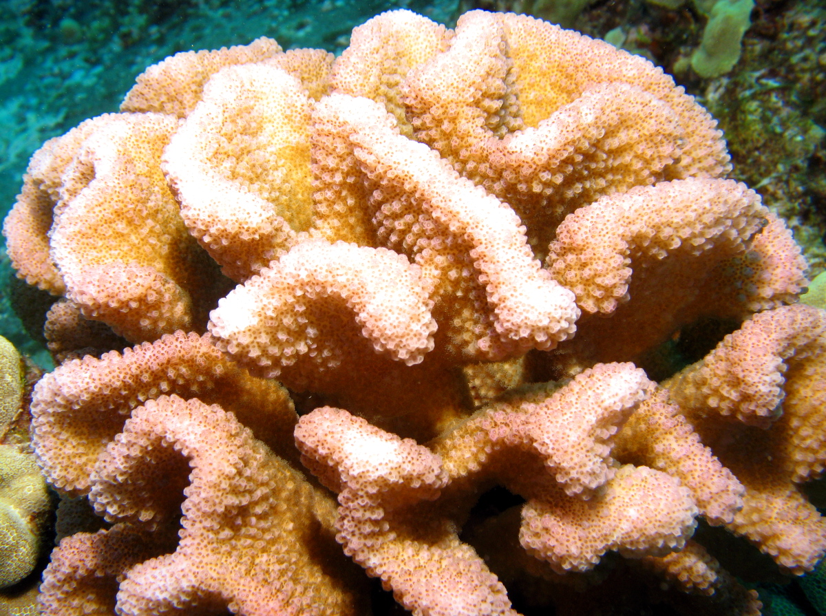 Cauliflower Coral - Pocillopora meandrina - Big Island, Hawaii