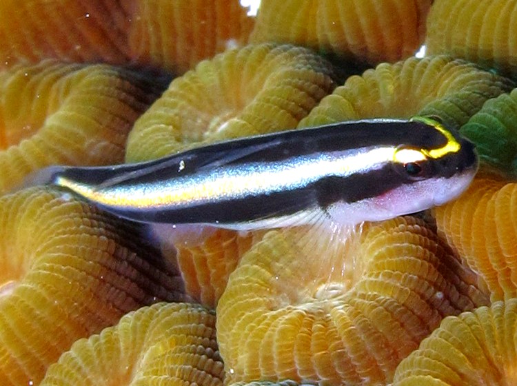 Cayman Cleaning Goby - Elacatinus cayman