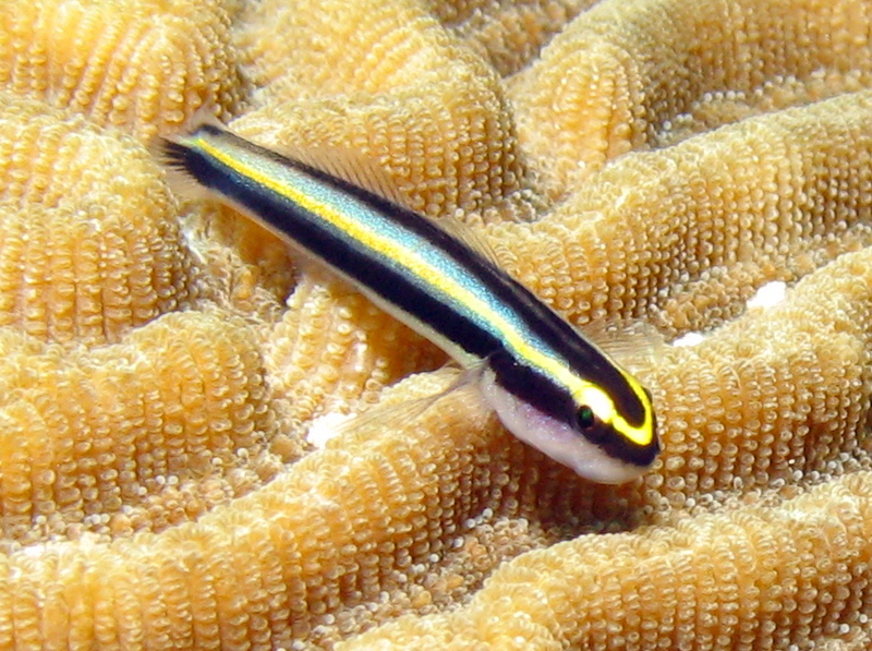 Cayman Cleaning Goby - Elacatinus cayman