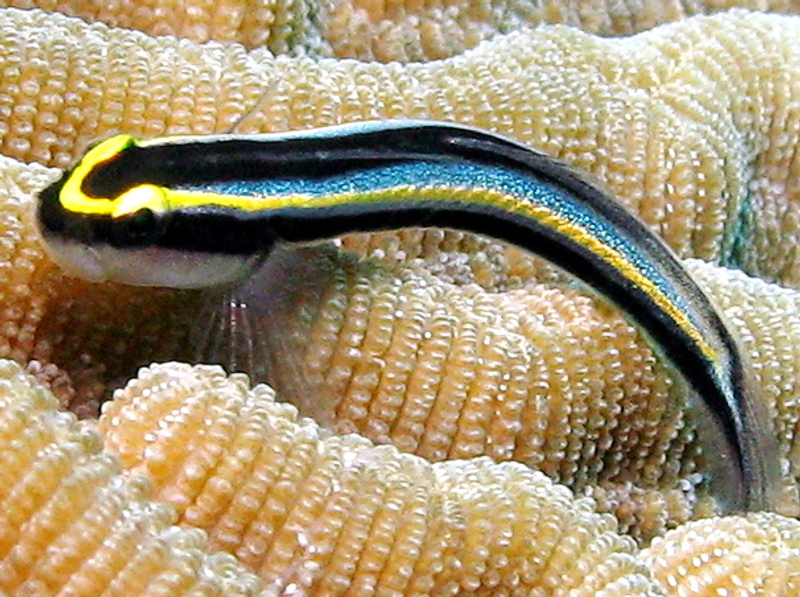 Cayman Cleaning Goby - Elacatinus cayman