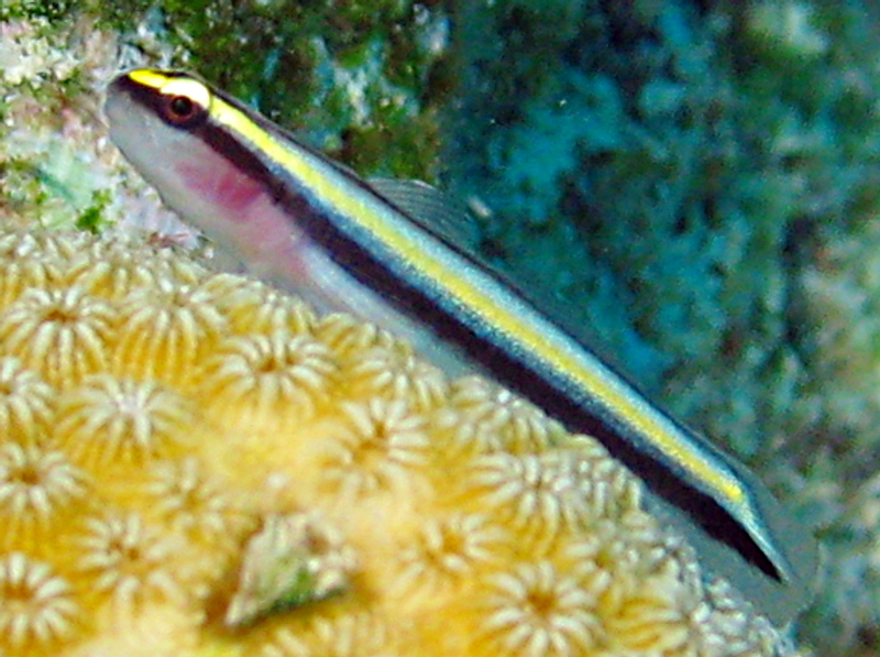 Cayman Cleaning Goby - Elacatinus cayman