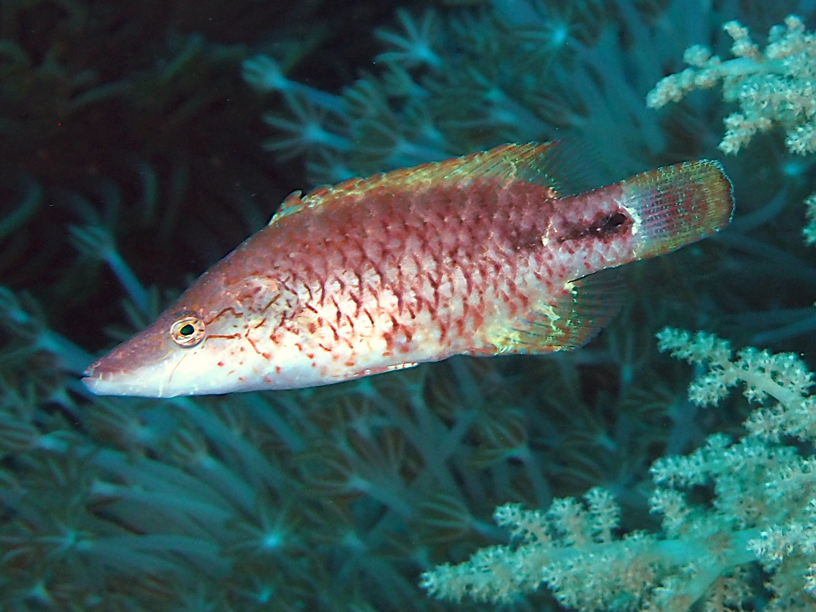 Celebes Wrasse - Oxycheilinus celebicus