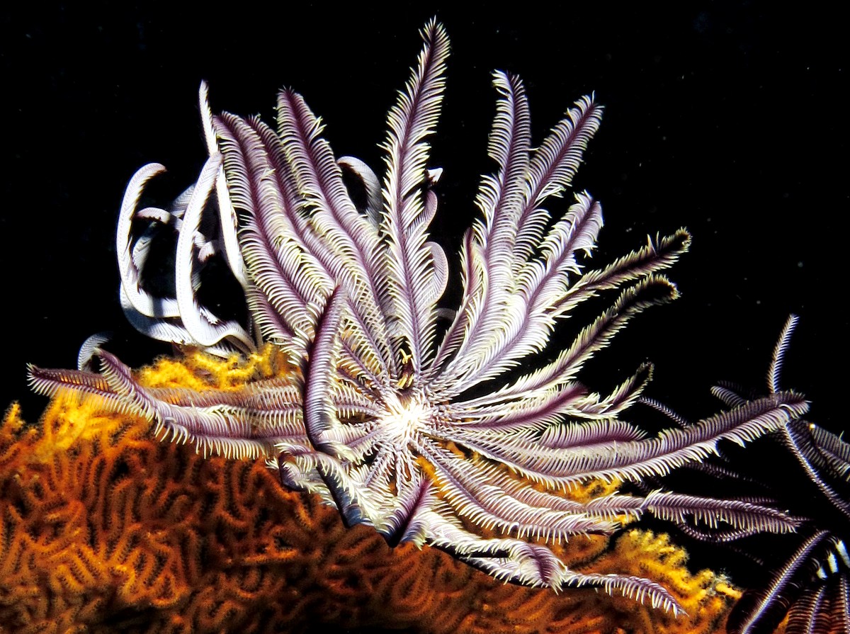 Beautiful Feather Star - Cenometra bella