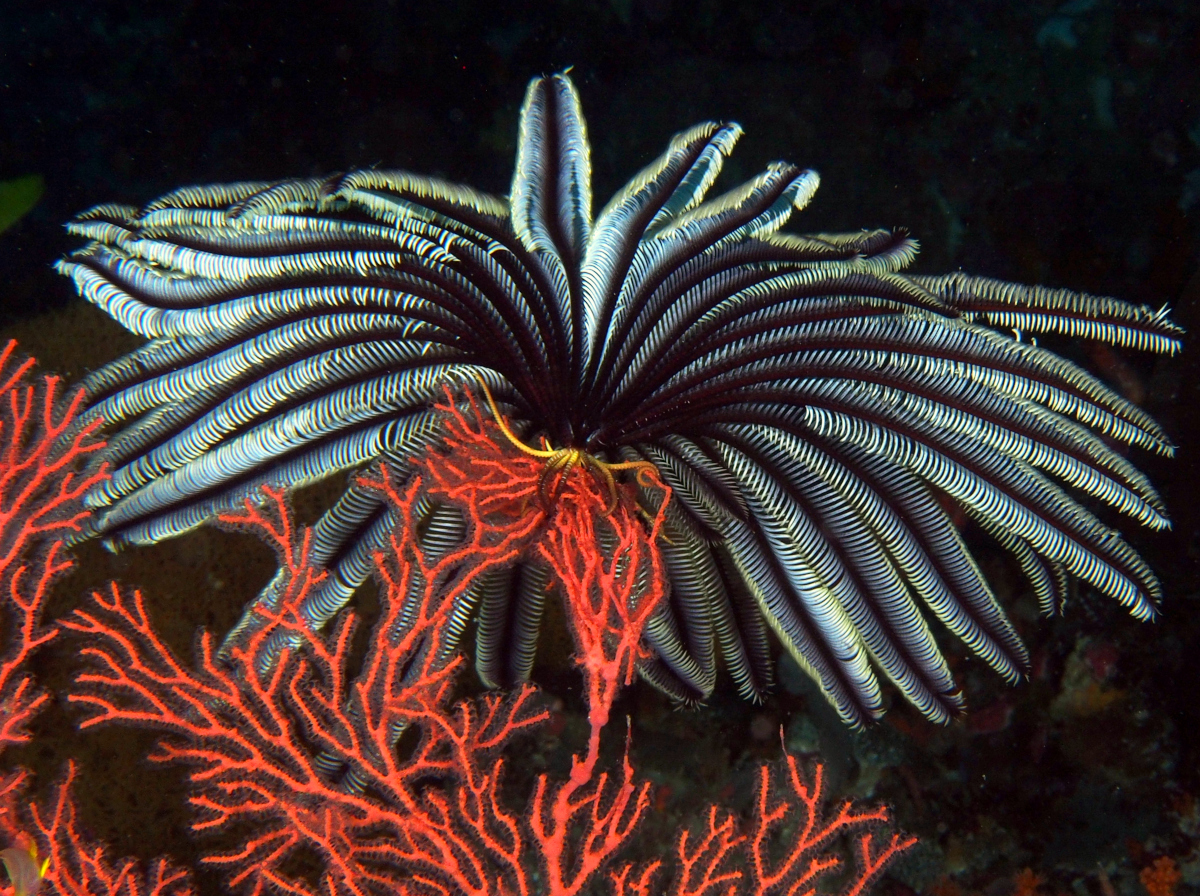 Beautiful Feather Star - Cenometra bella