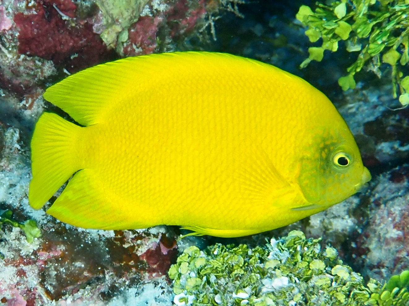 Yellow Pygmy Angelfish - Centropyge heraldi - Rangiroa, French Polynesia