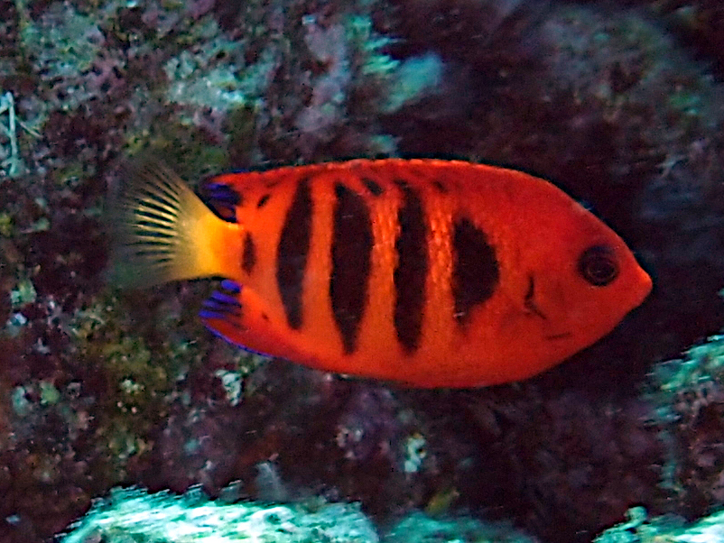 Flame Angelfish - Centropyge loriculus