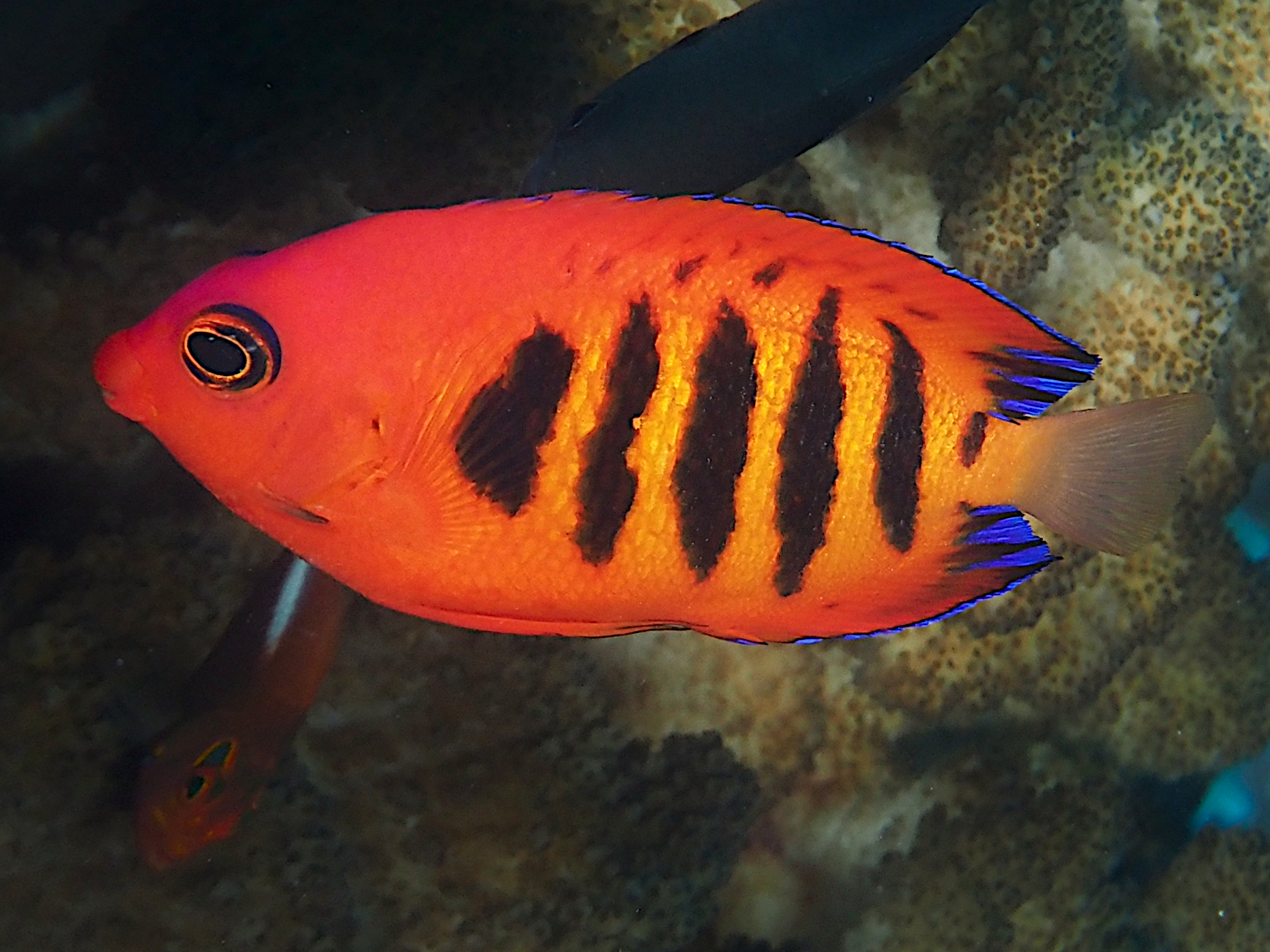 Flame Angelfish - Centropyge loriculus