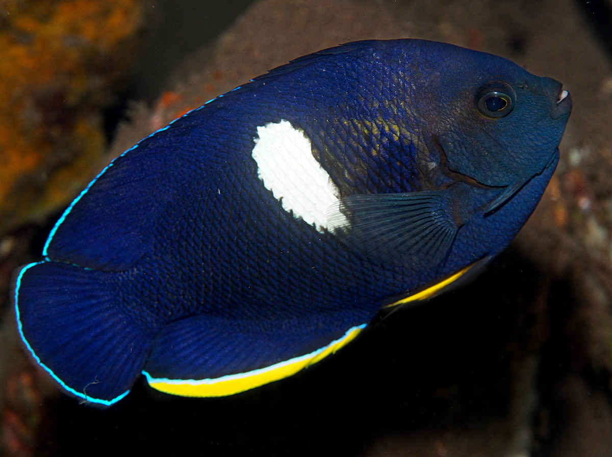 Keyhole Angelfish - Centropyge tibicen - Bali, Indonesia