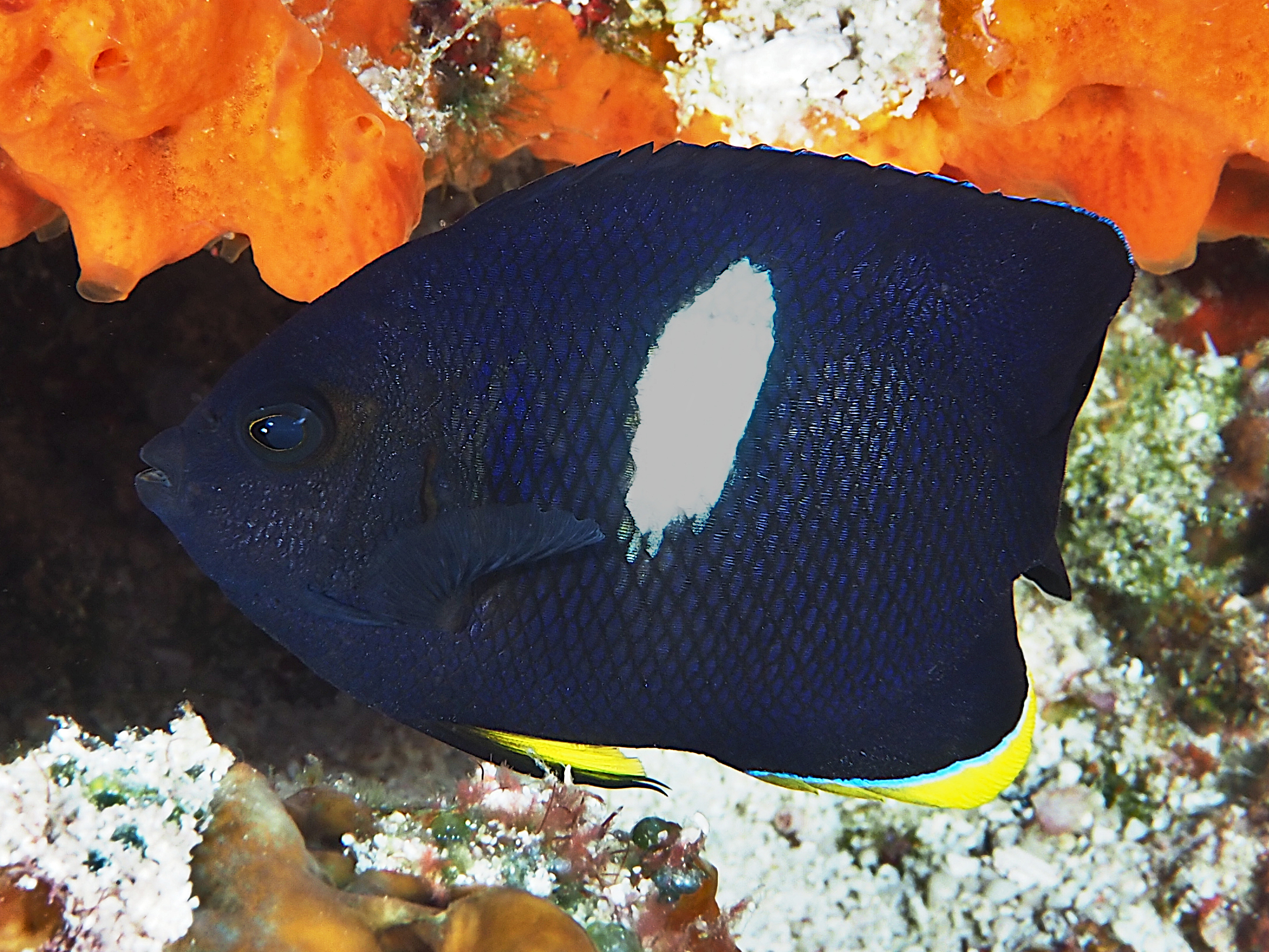 Keyhole Angelfish - Centropyge tibicen
