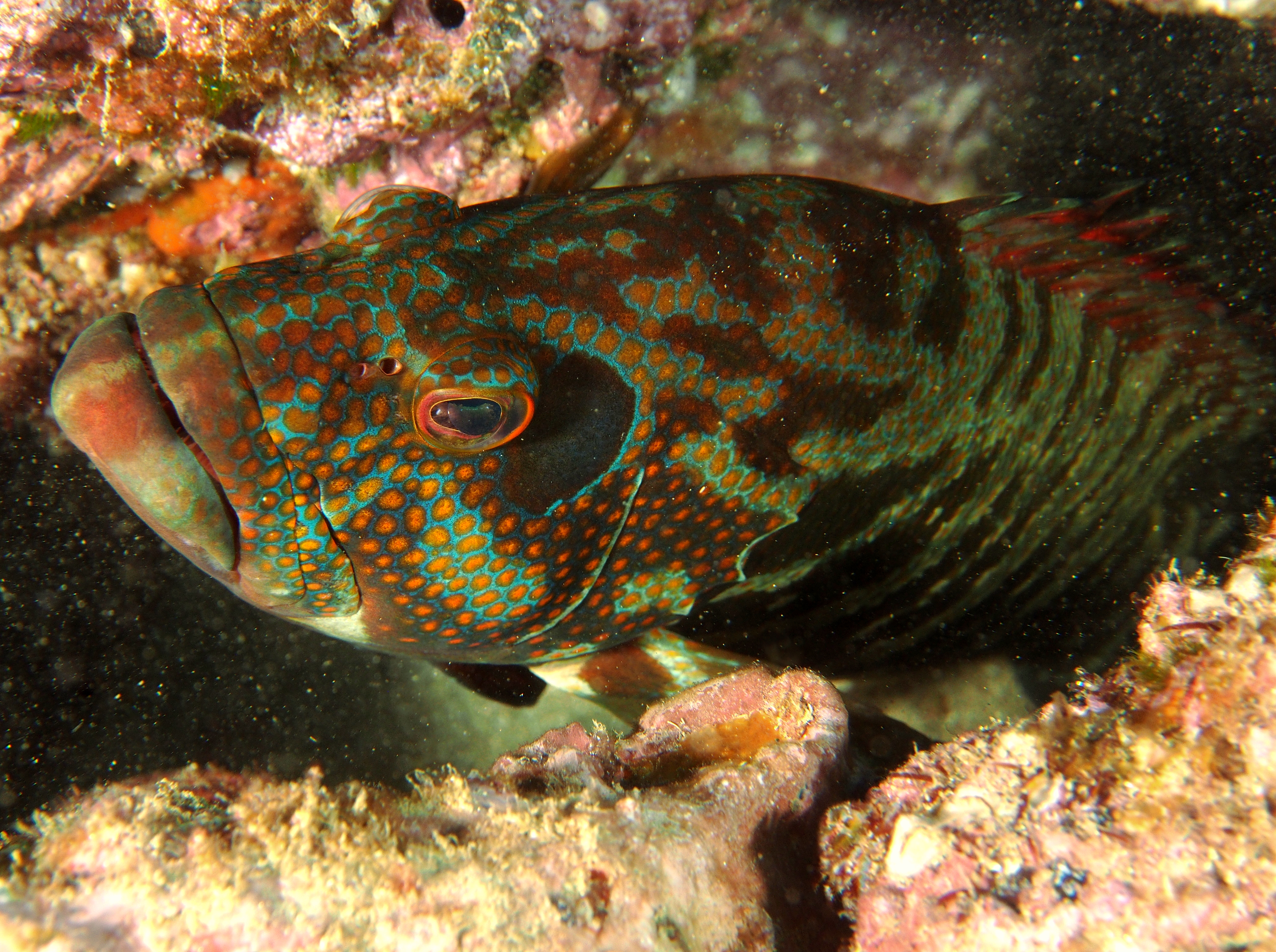 Panama Graysby - Cephalopholis panamensis