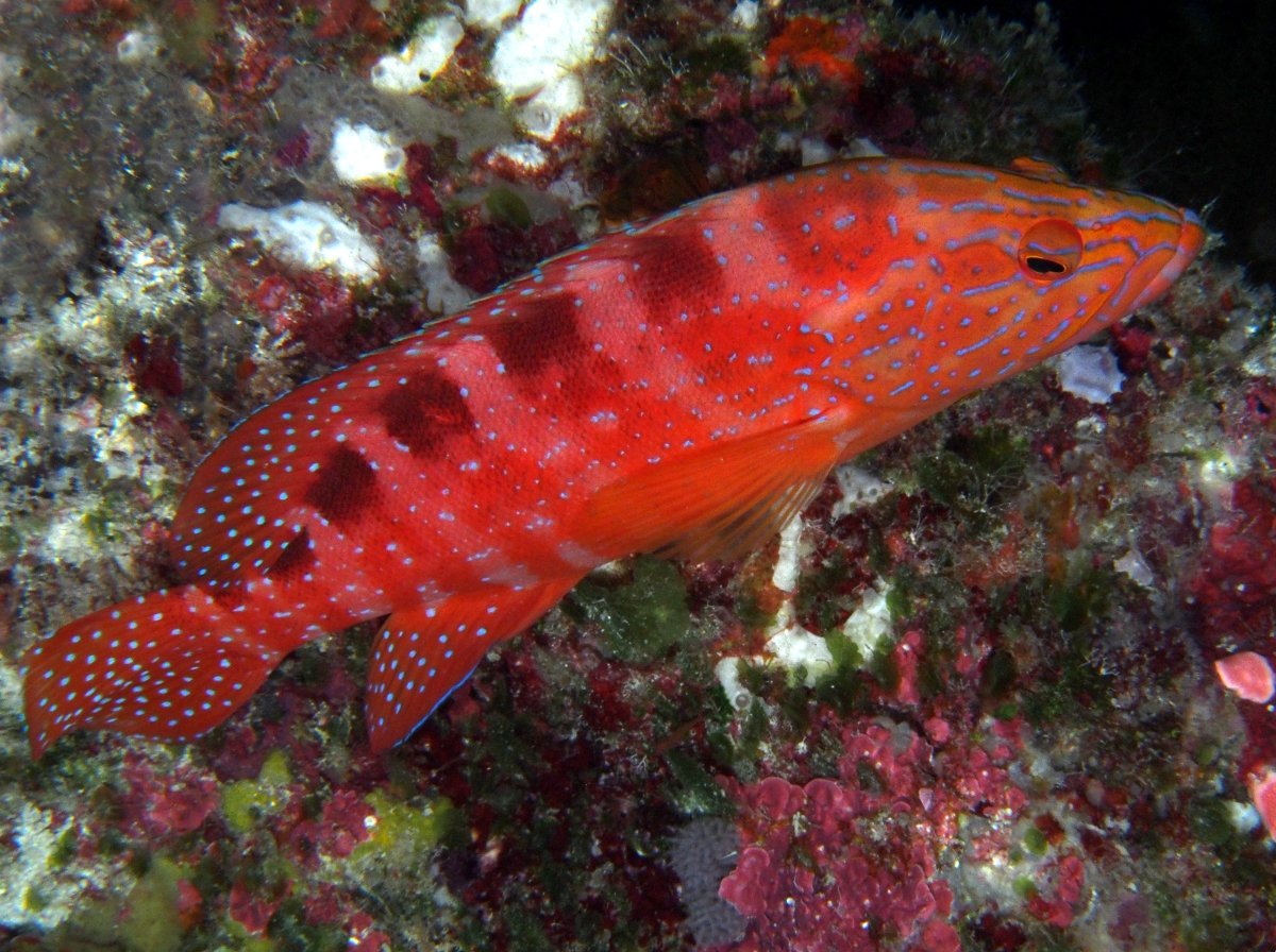 Six-Banded Grouper - Cephalopholis sexmaculata