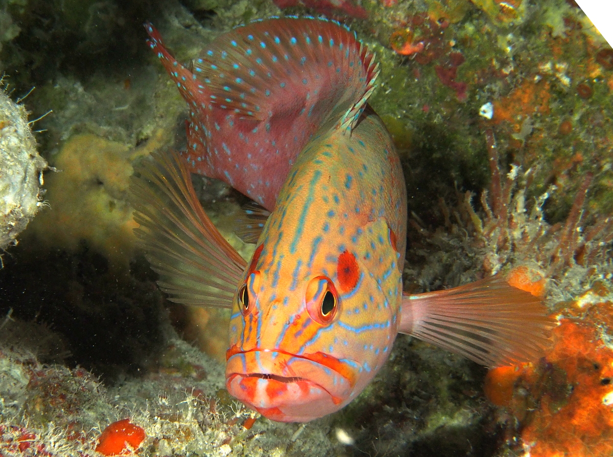 Six-Banded Grouper - Cephalopholis sexmaculata