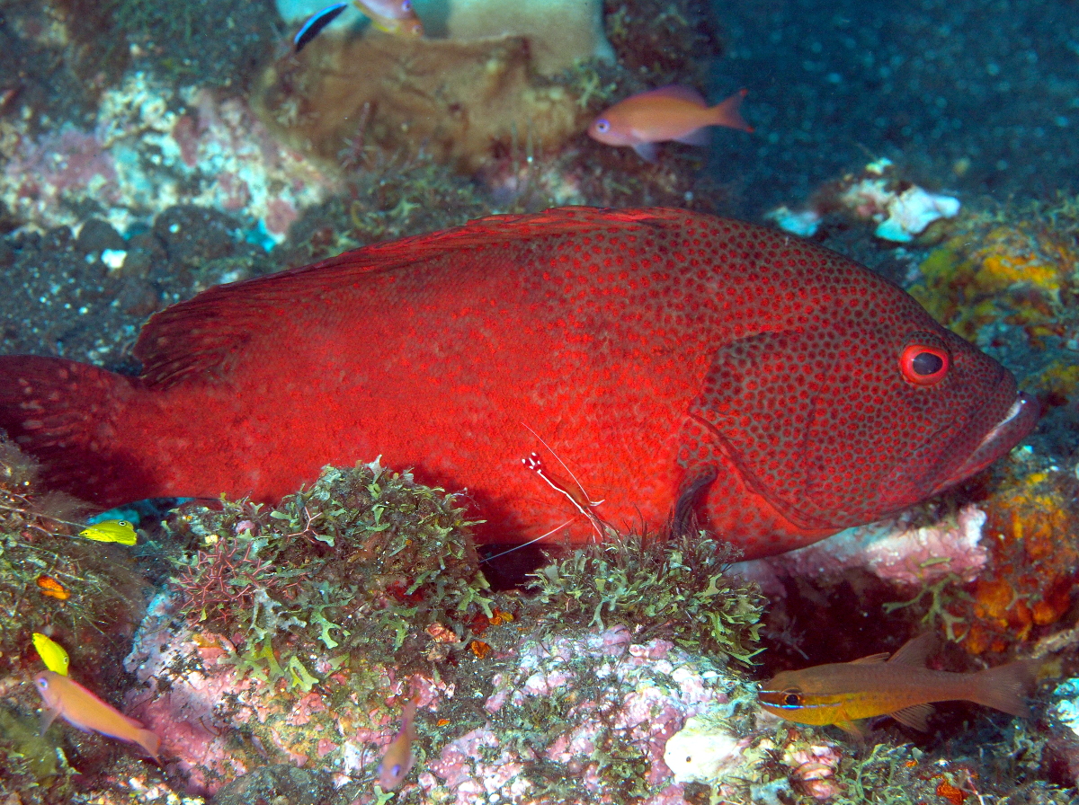 Tomato Grouper - Cephalopholis sonnerati