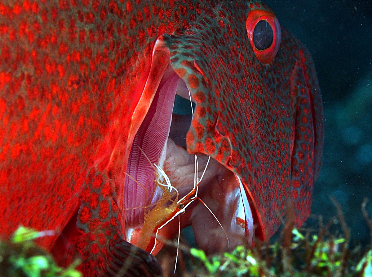 Tomato Grouper - Cephalopholis sonnerati