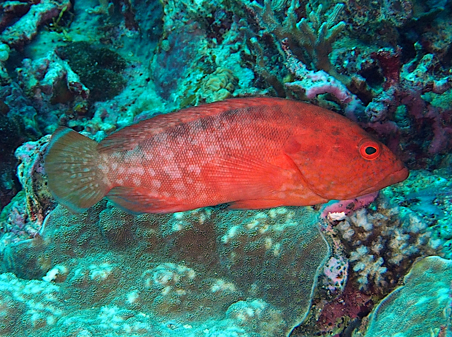 Strawberry Grouper - Cephalopholis spiloparaea