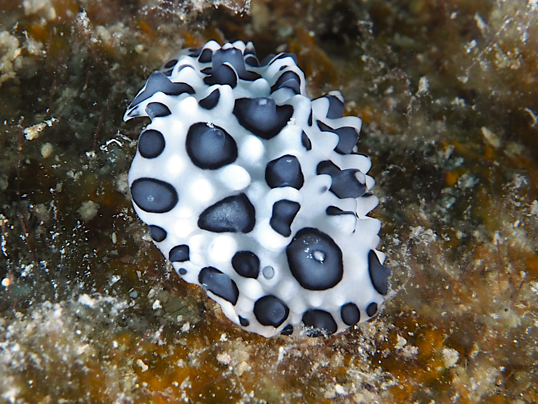 Black-Spotted Nudibranch - Ceratophyllidia papilligera