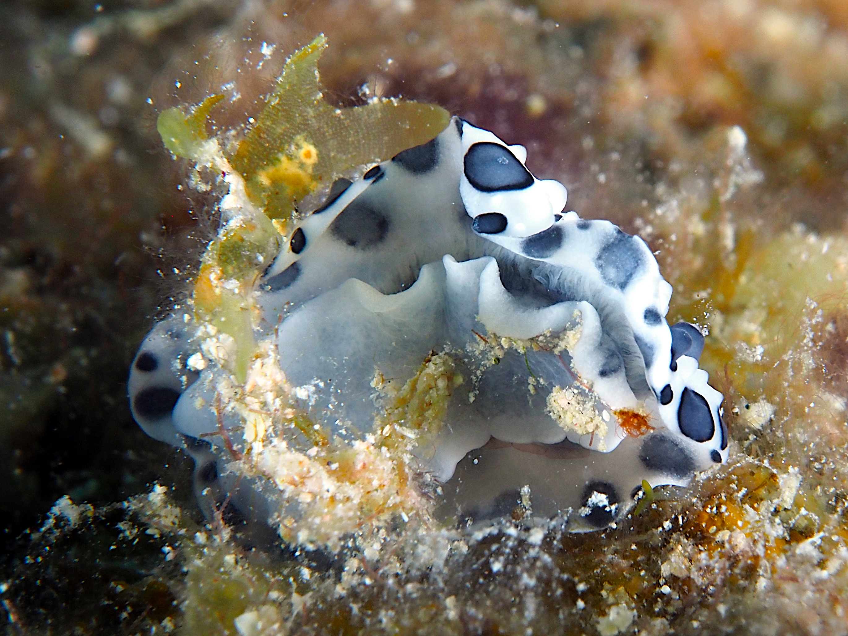Black-Spotted Nudibranch - Ceratophyllidia papilligera