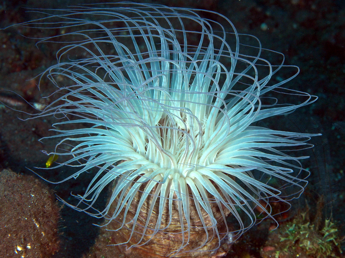 Flower Tube Anemone - Cerianthus filiformis - Bali, Indonesia