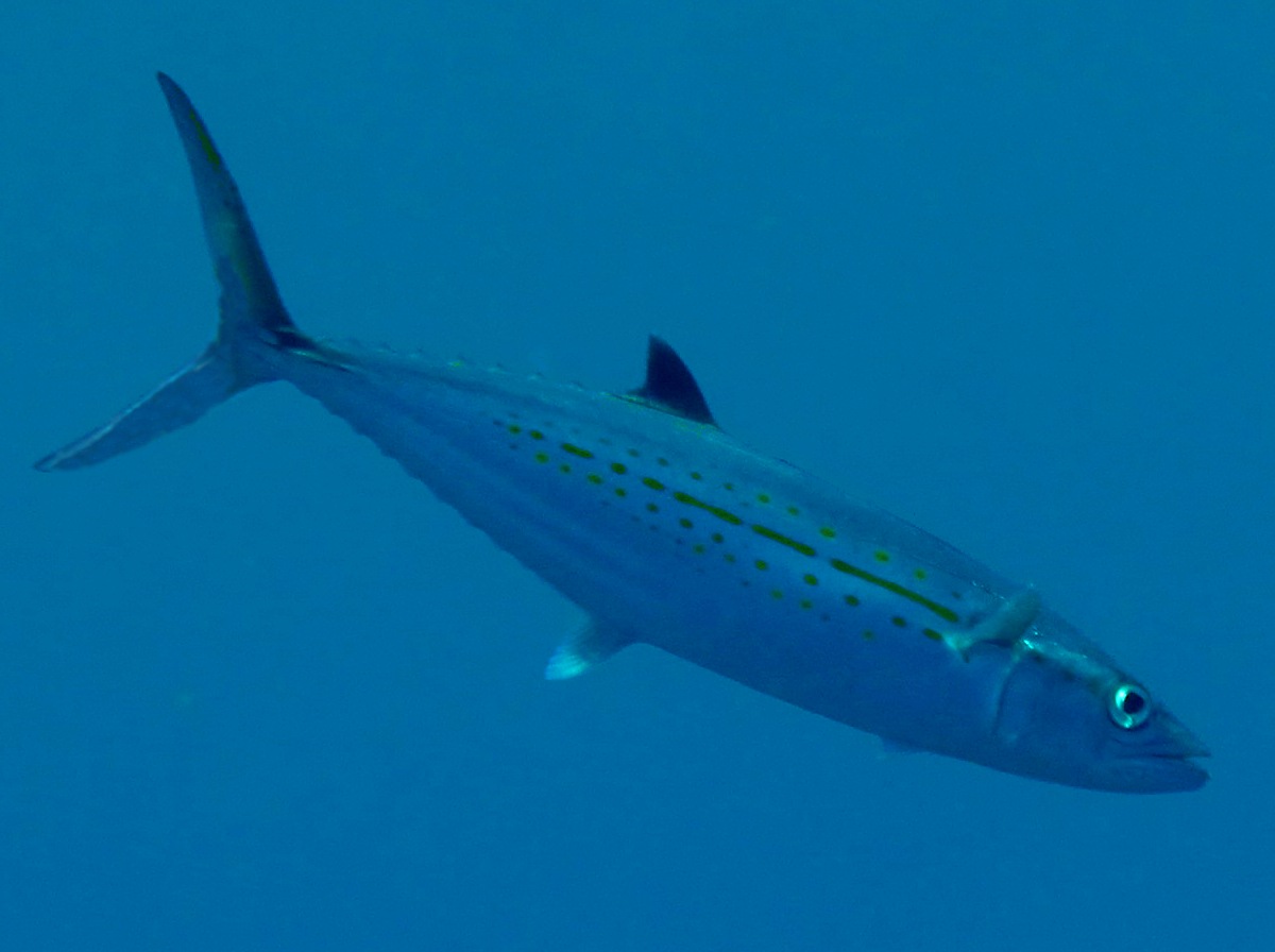 Cero - Scomberomorus regalis