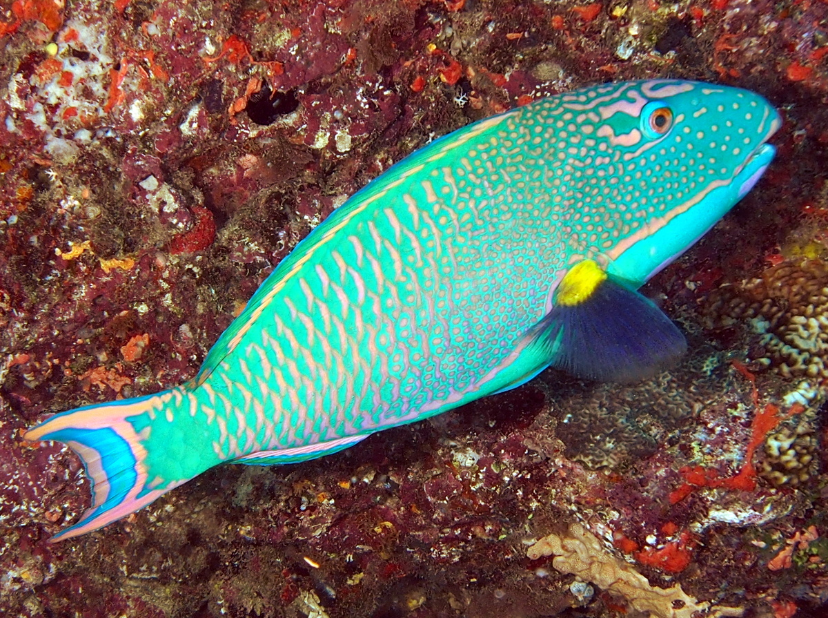 Spotted Parrotfish - Cetoscarus ocellatus