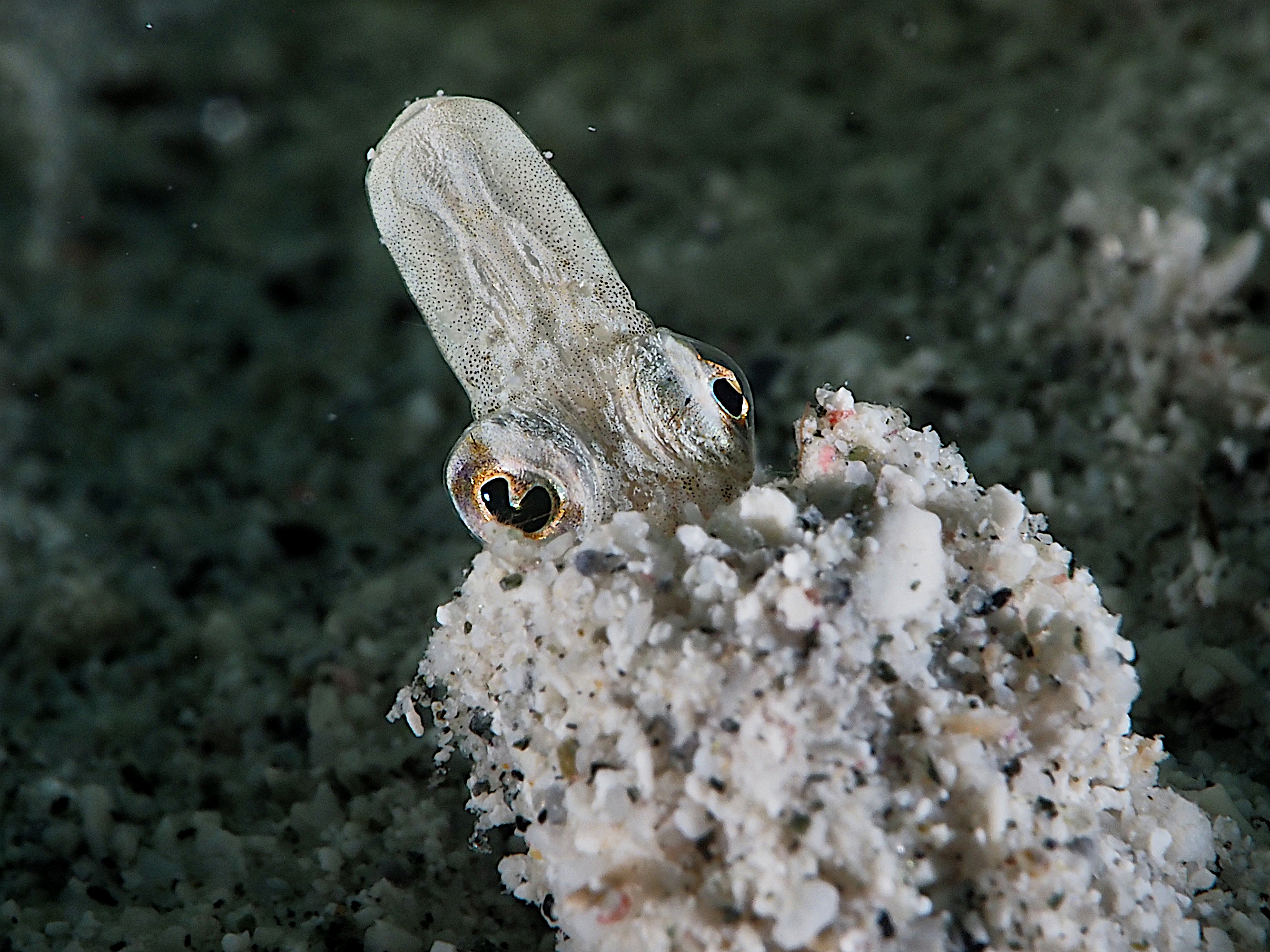 Yellowface Pikeblenny - Chaenopsis limbaughi