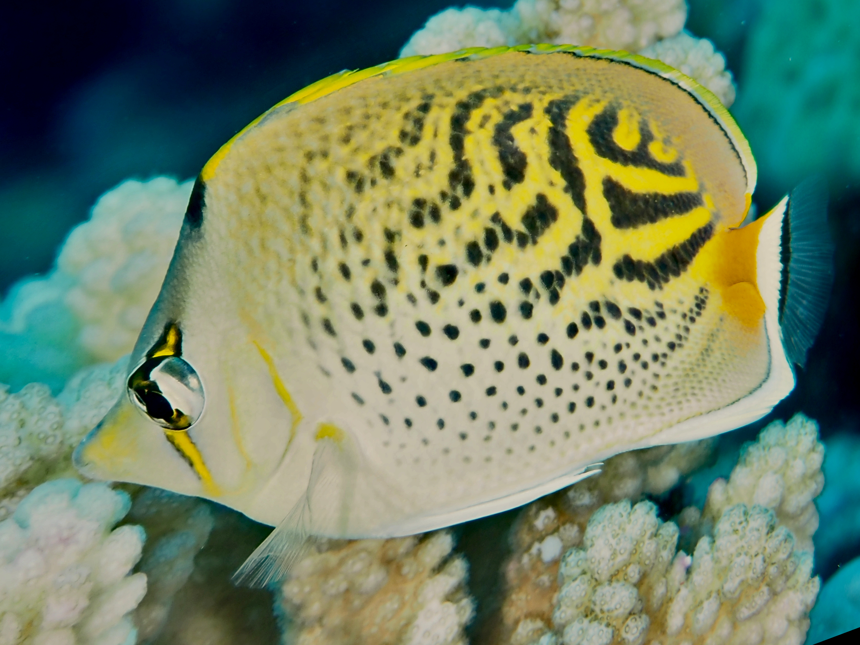 Dot-Dash Butterflyfish - Chaetodon pelewensis