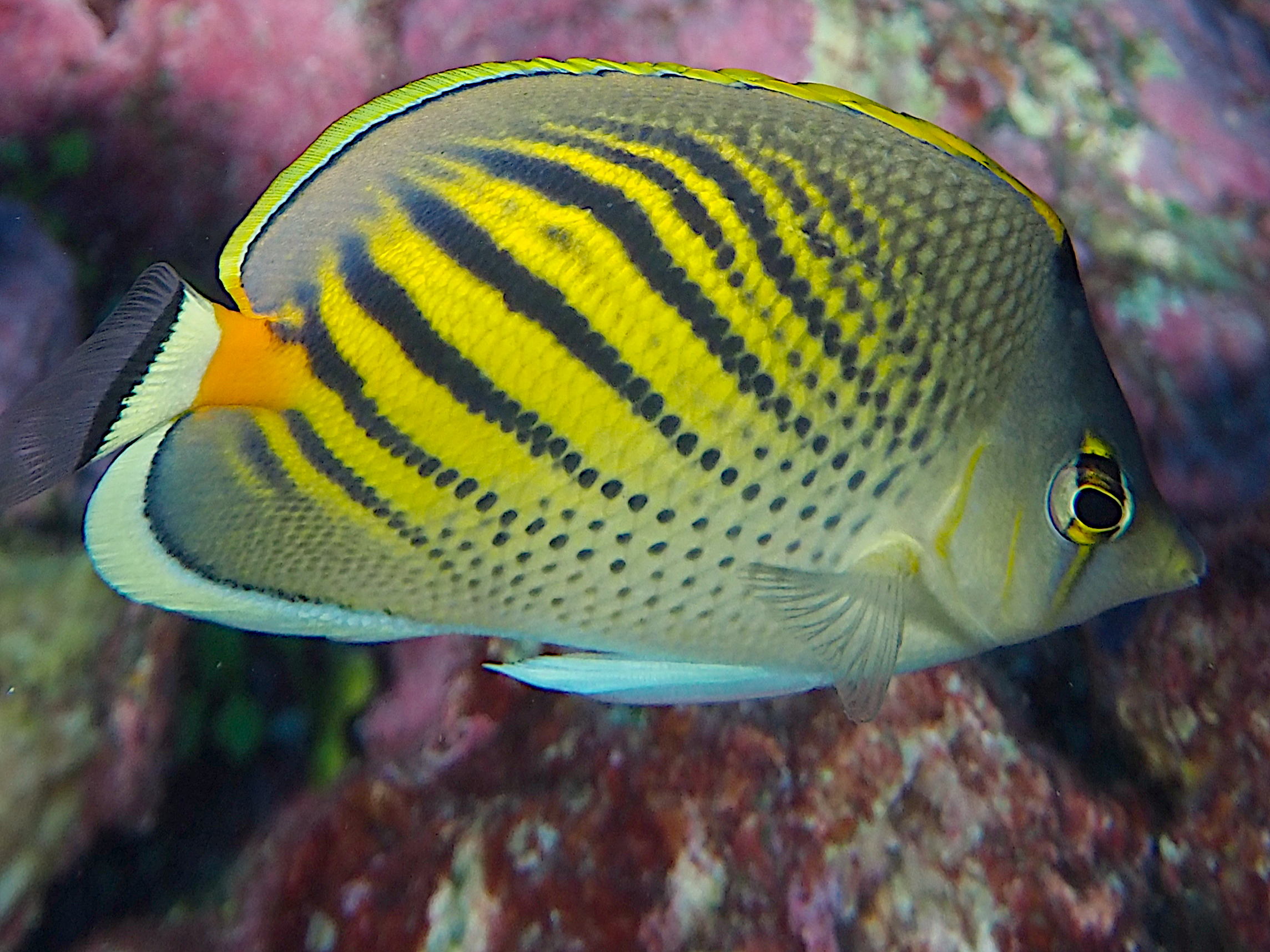Dot-Dash Butterflyfish - Chaetodon pelewensis