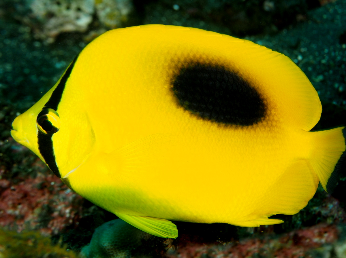 Ovalspot Butterflyfish - Chaetodon speculum - Bali, Indonesia