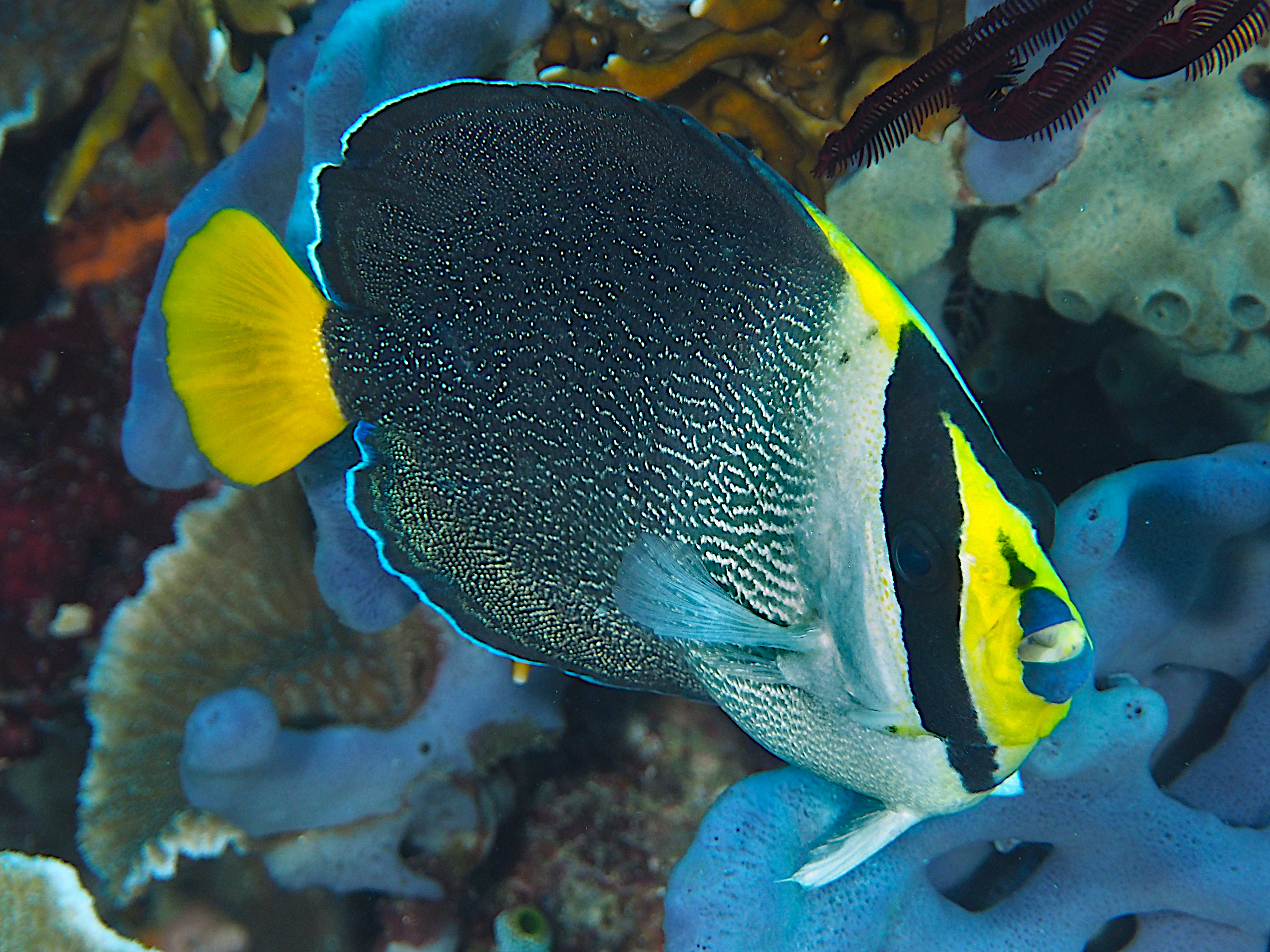 Vermiculated Angelfish - Chaetodontoplus mesoleucus