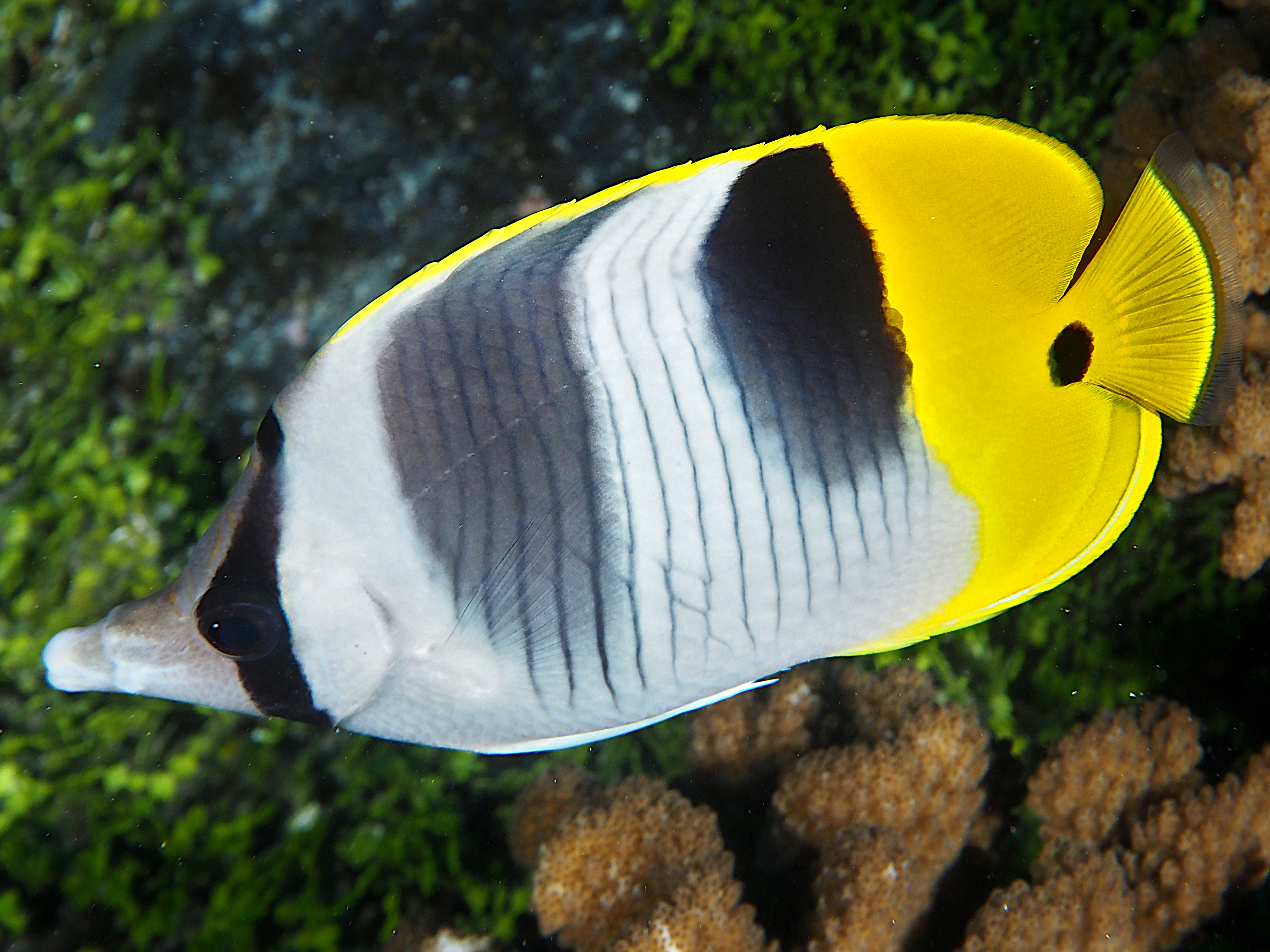 Pacific Double-Saddle Butterflyfish - Chaetodon ulietensis