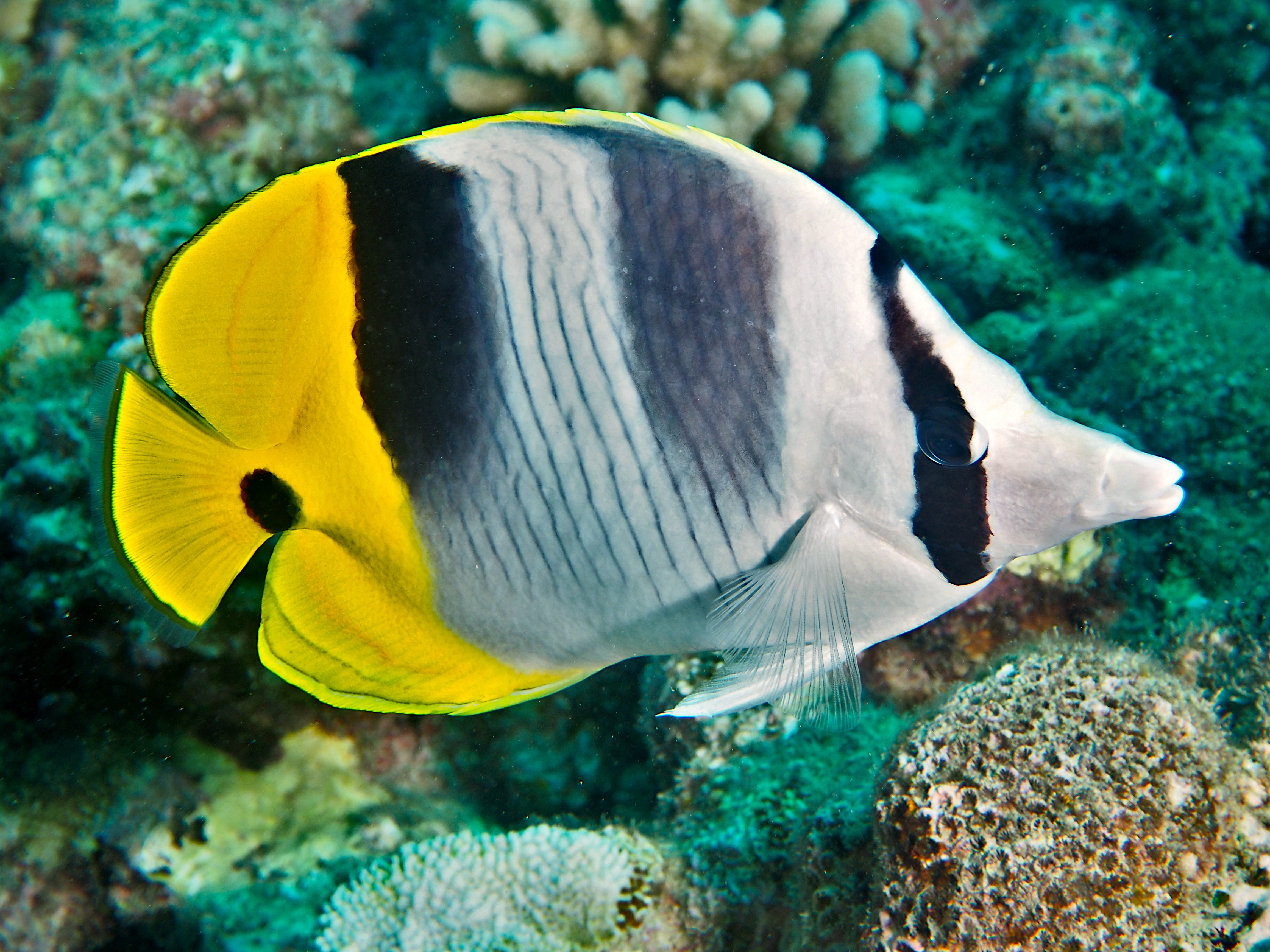 Pacific Double-Saddle Butterflyfish - Chaetodon ulietensis