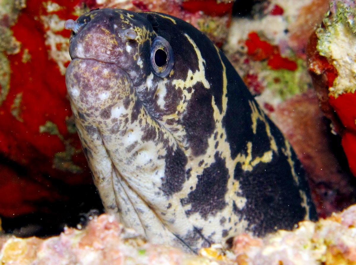 Chain Moray Eel - Echidna catenata