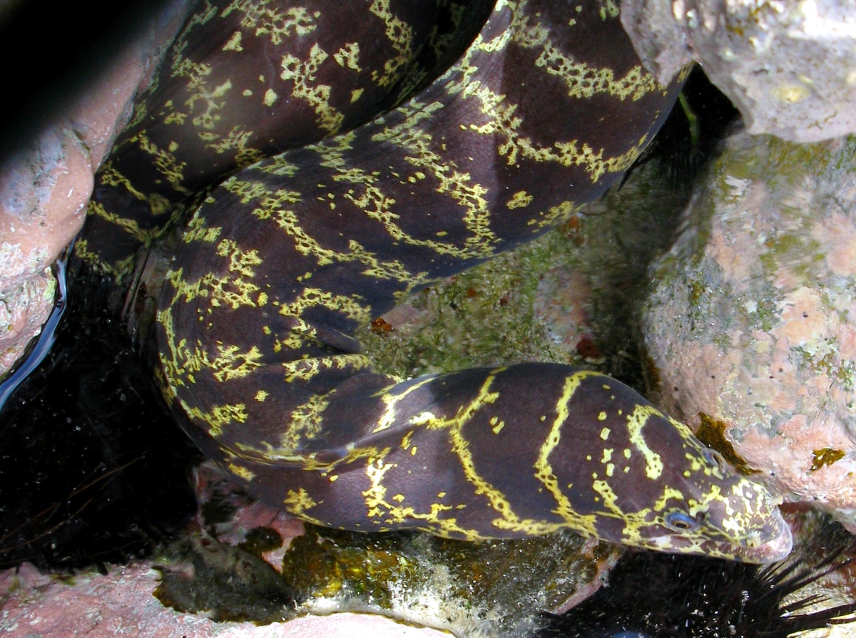 Chain Moray Eel - Echidna catenata