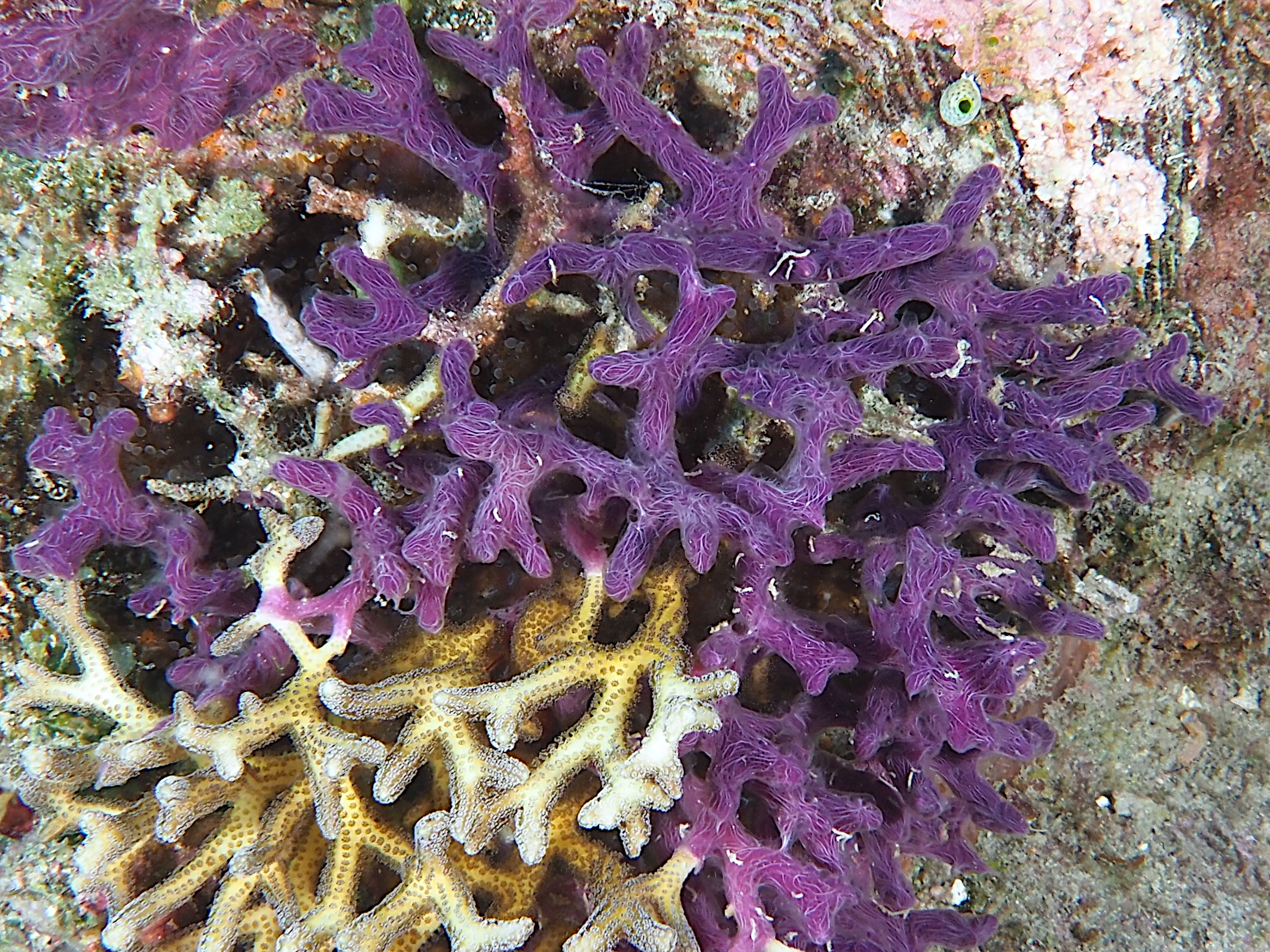 Chalinula nematifera - Chalinula nematifera