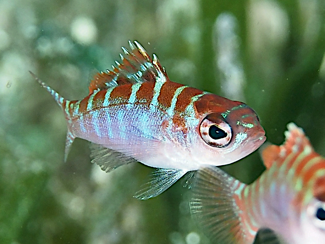 Chalk Bass - Serranus tortugarum