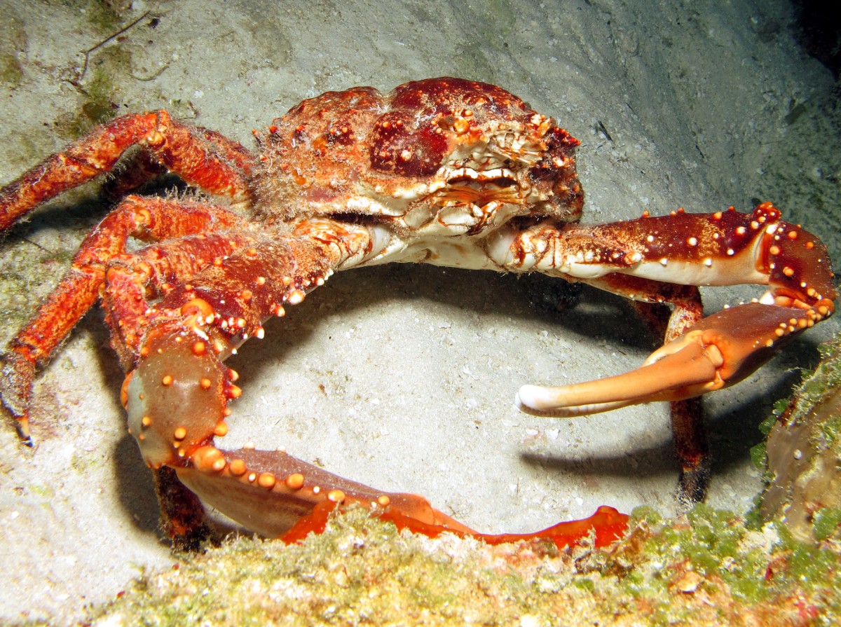 Channel Clinging Crab - Maguimithrax spinosissimus
