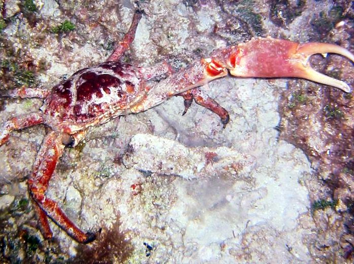 Channel Clinging Crab - Mithrax spinosissimus