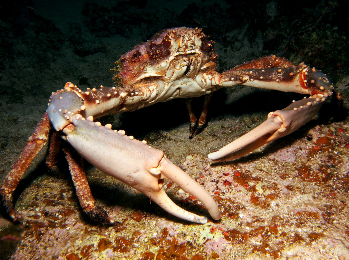 Channel Clinging Crab - Maguimithrax spinosissimus