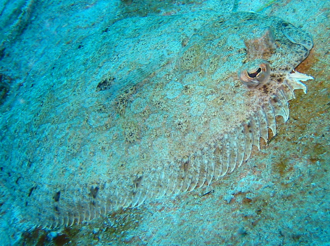 Channel Flounder - Syacium micrurum