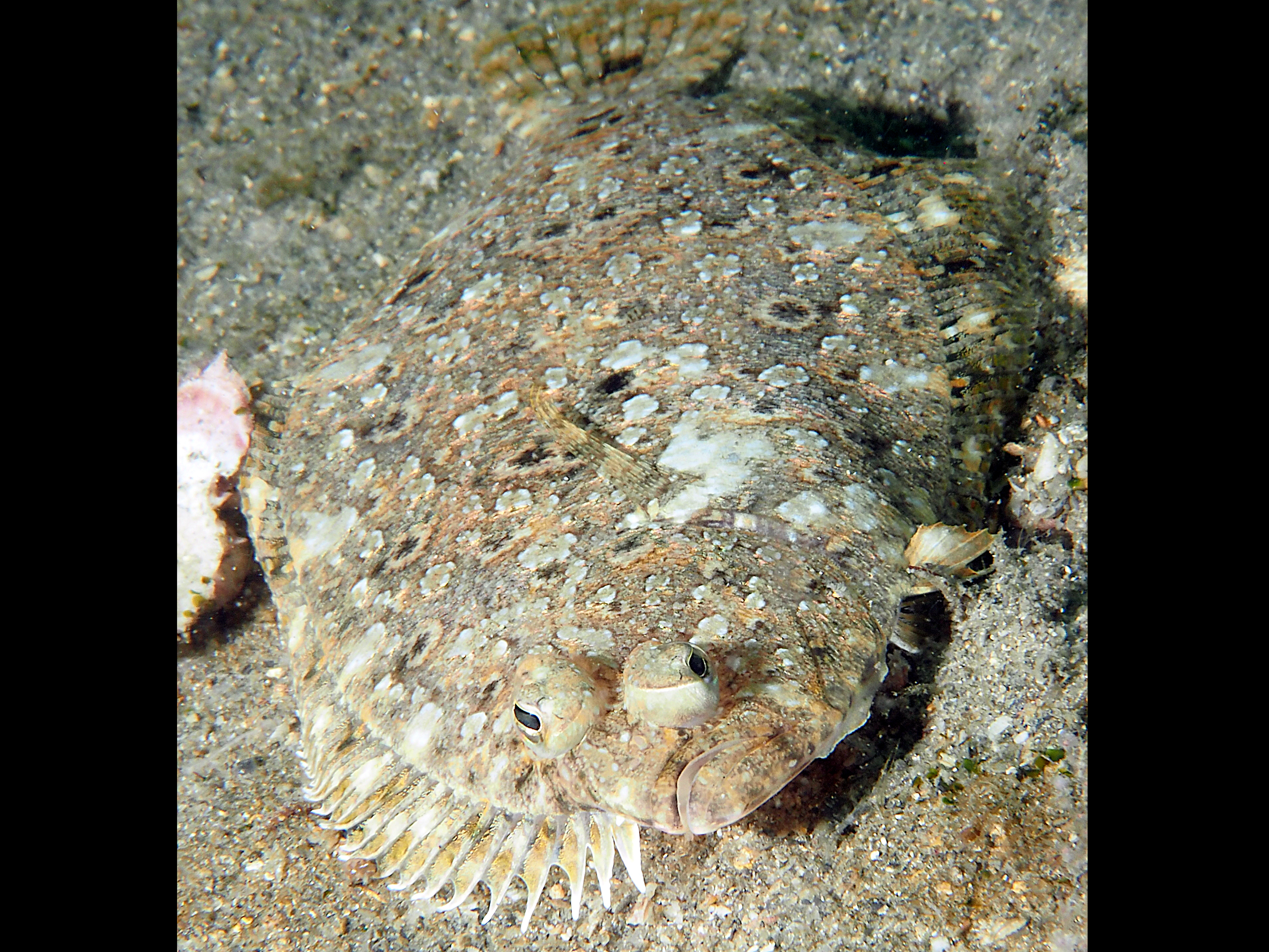 Channel Flounder - Syacium micrurum