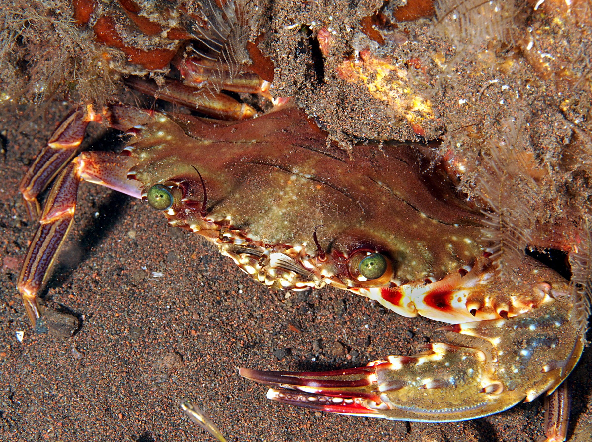 Charybdis sp. 1 - Charybdis sp.1 - Bali, Indonesia