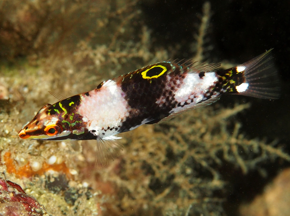 Checkerboard Wrasse - Halichoeres hortulanus