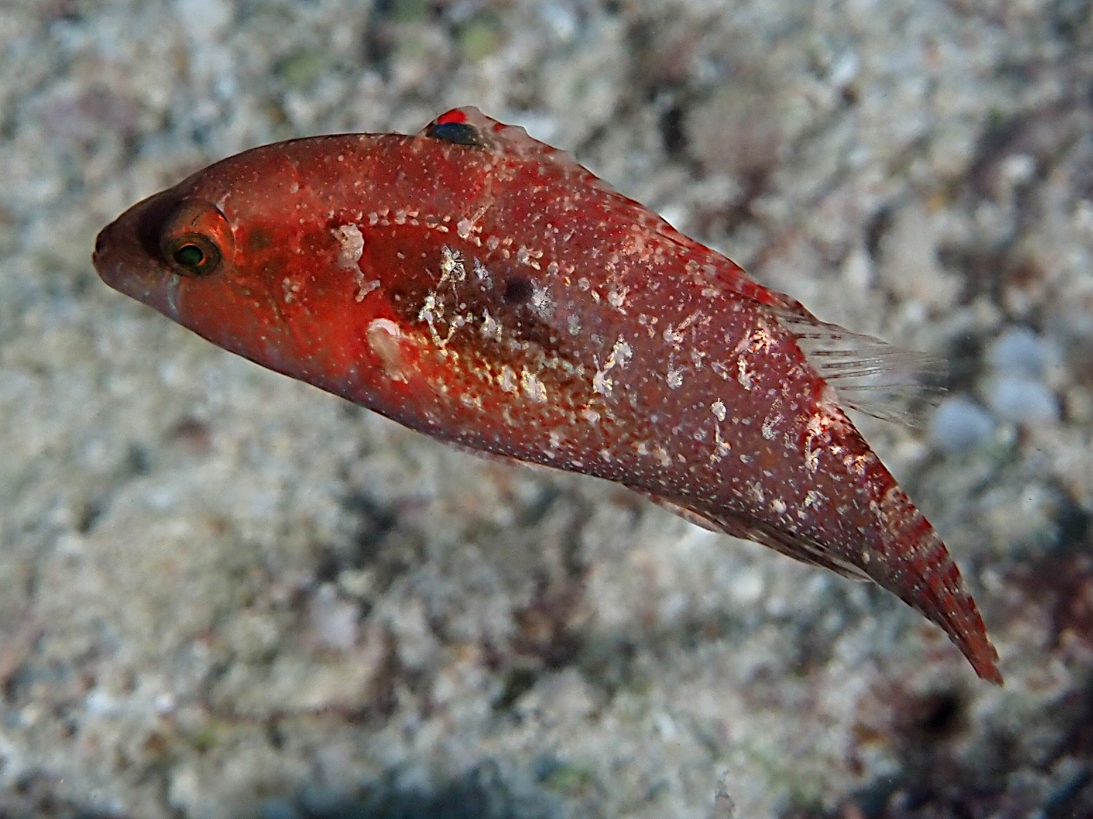 Snooty Wrasse - Cheilinus oxycephalus - Great Barrier Reef, Australia