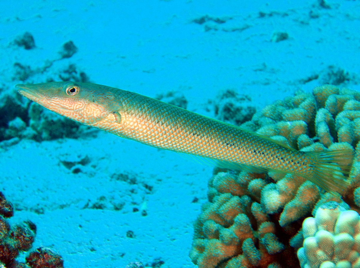 Cigar Wrasse - Cheilio inermis - Oahu, Hawaii