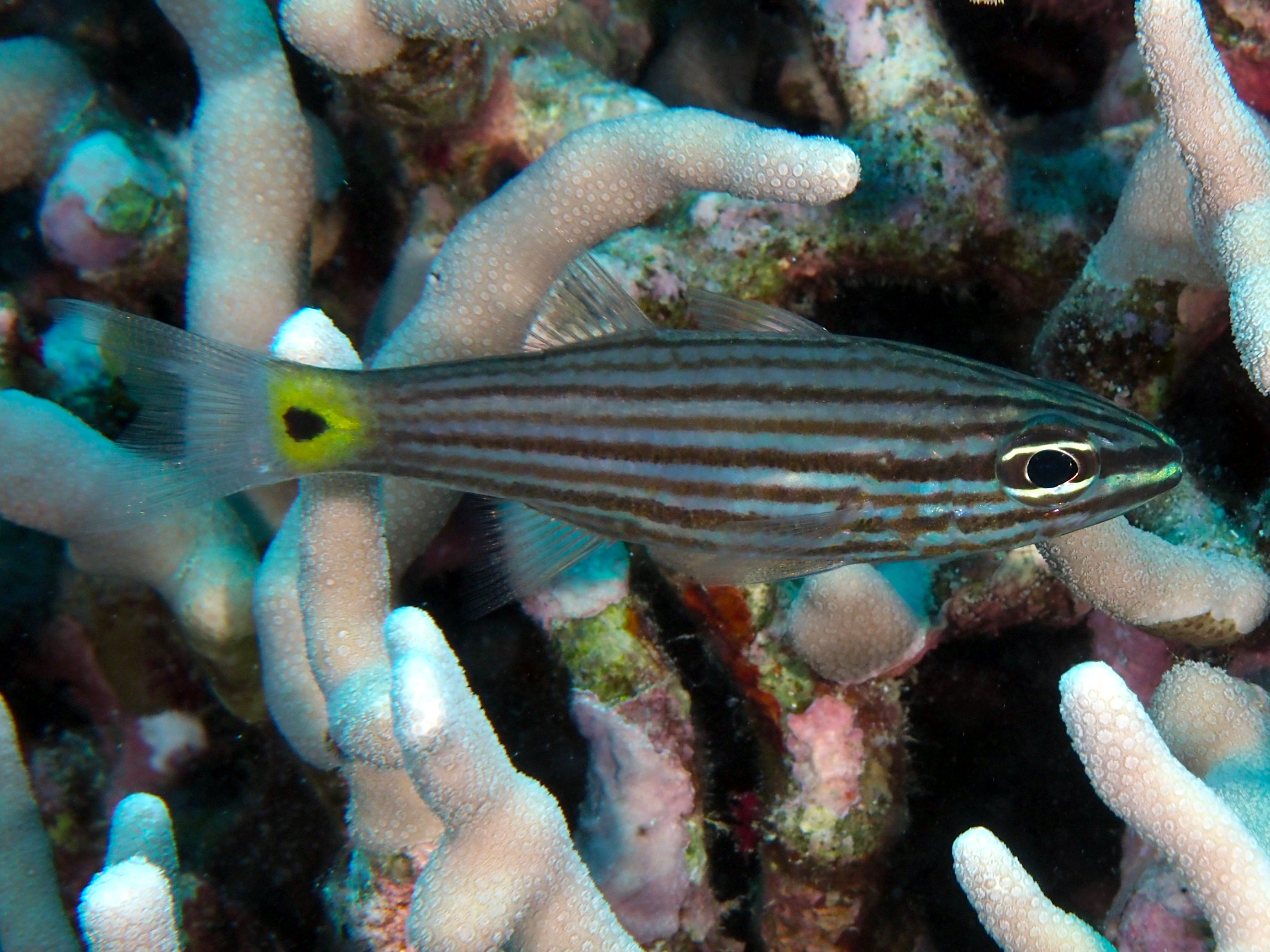 Wolf Cardinalfish - Cheilodipterus artus - Great Barrier Reef, Australia