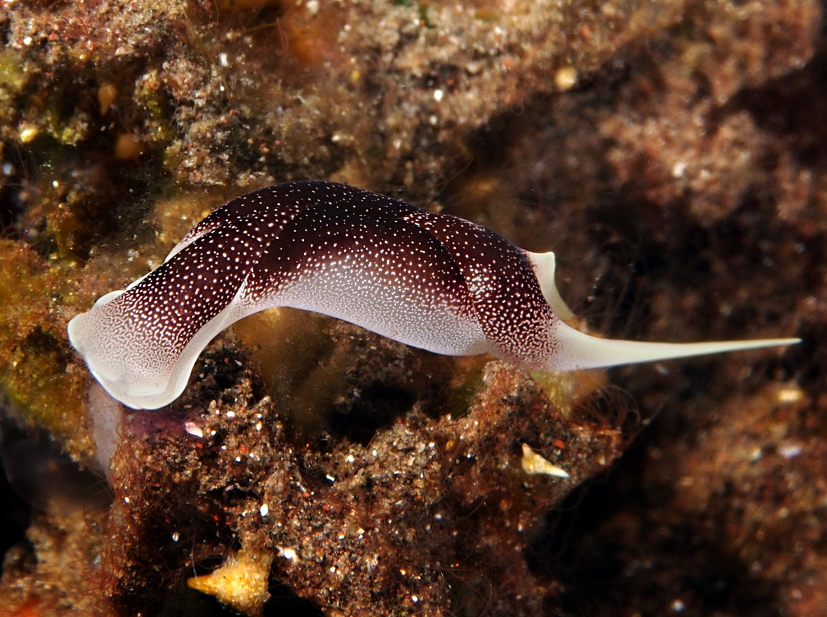 Lovely Headshield Slug - Chelidonura amoena