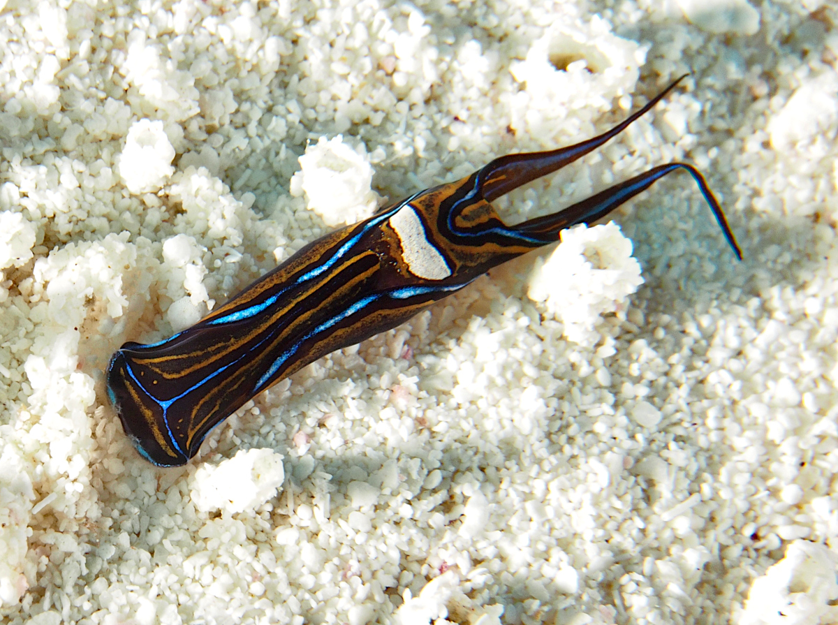 Swallowtail Headshield Slugs - Chelidonura hirundinina