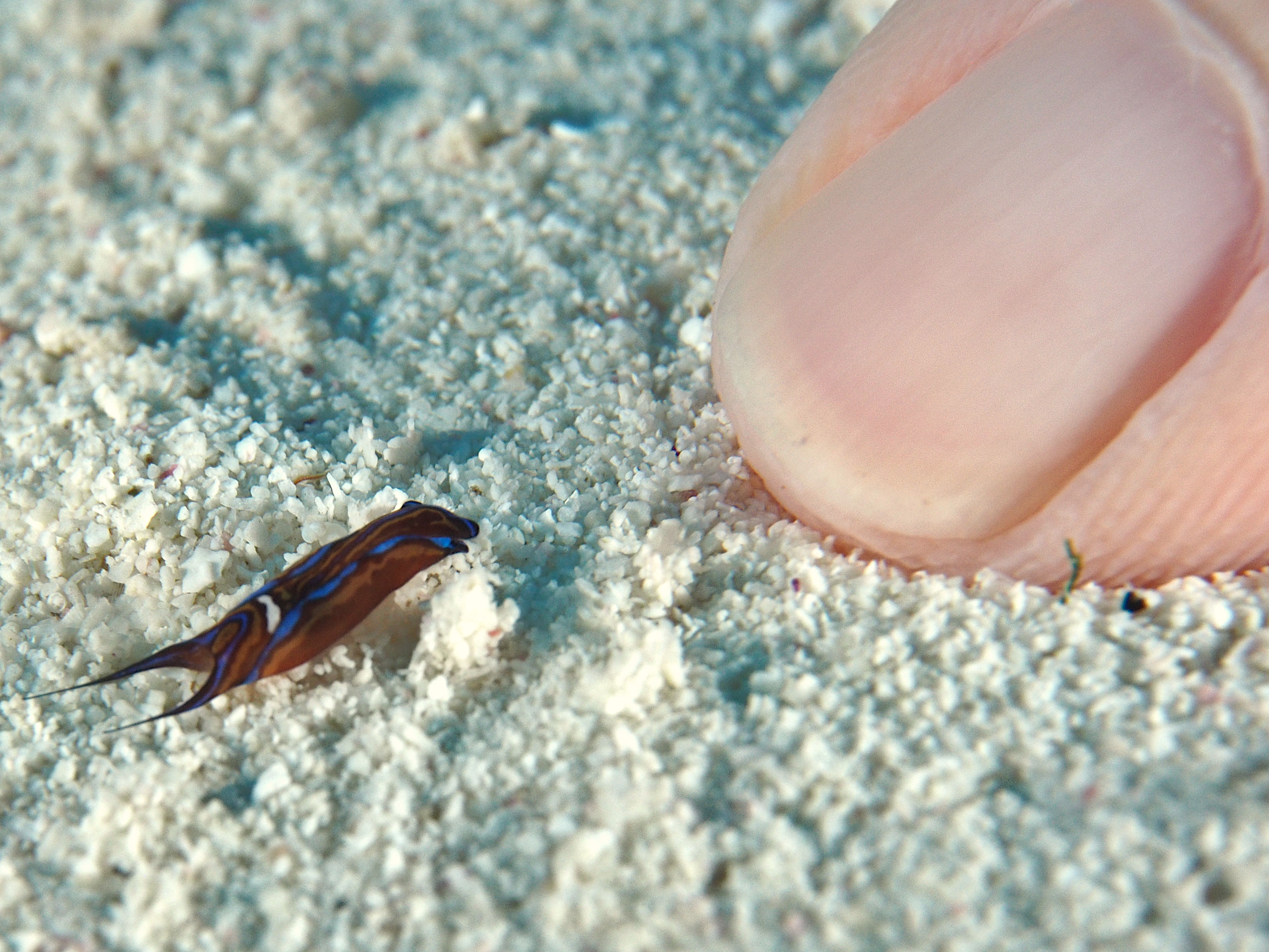 Swallowtail Headshield Slugs - Chelidonura hirundinina