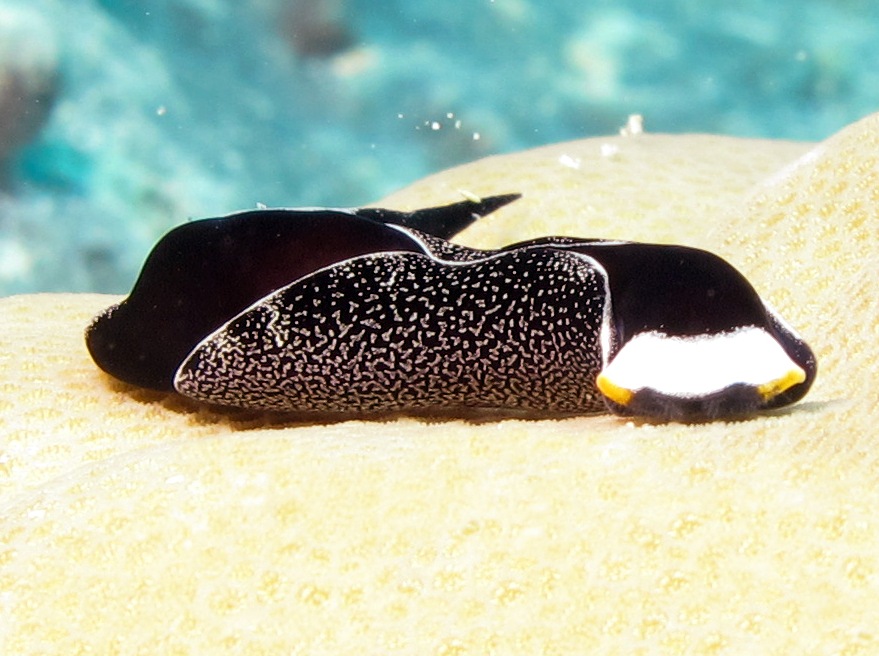Headband Headshield Slug - Mariaglaja inornata